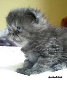 kitten