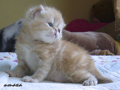 kitten