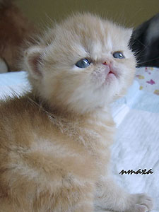 kitten