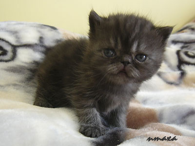 kitten