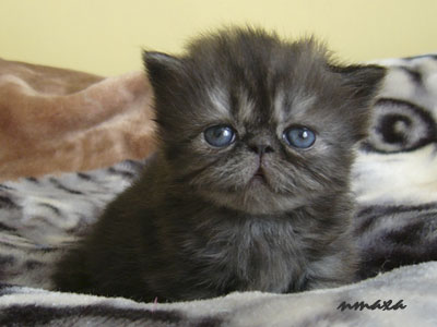 kitten