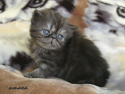kitten