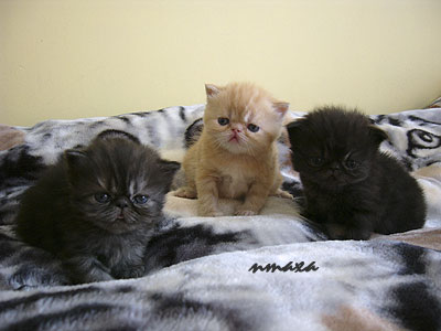 kittens