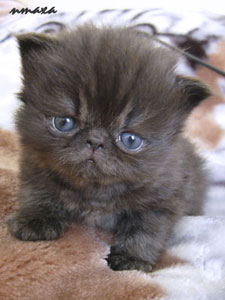 kitten