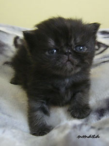kitten