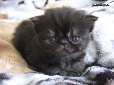 kitten