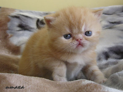 kitten